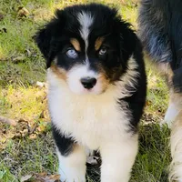 Upcoming, a  Australian Shepherd for sale in Warrenton, MO – Photo 3 of 9