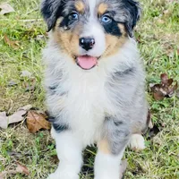 Upcoming, a  Australian Shepherd for sale in Warrenton, MO – Photo 5 of 9