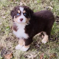 Upcoming, a  Australian Shepherd for sale in Warrenton, MO – Photo 6 of 9