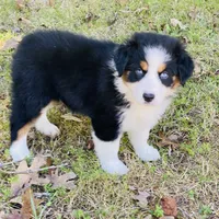 Upcoming, a  Australian Shepherd for sale in Warrenton, MO – Photo 8 of 9