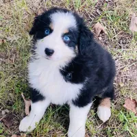 Upcoming, a  Australian Shepherd for sale in Warrenton, MO – Photo 7 of 9