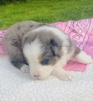 Lilac - Blue Merle blue eyes, a female Australian Shepherd for sale in Warrenton, MO – Photo 3 of 7
