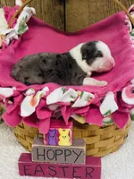 Lilac - Blue Merle , a female Australian Shepherd for sale in Warrenton, MO – Photo 5 of 6