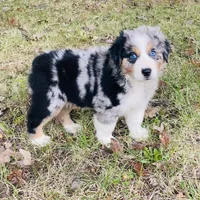 Upcoming, a  Australian Shepherd for sale in Warrenton, MO – Photo 4 of 9