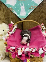 Lilac - Blue Merle , a female Australian Shepherd for sale in Warrenton, MO – Photo 4 of 6