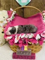 Lilac - Blue Merle , a female Australian Shepherd for sale in Warrenton, MO – Photo 2 of 6