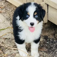 Upcoming, a  Australian Shepherd for sale in Warrenton, MO – Photo 9 of 9
