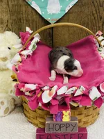 Lilac - Blue Merle , a female Australian Shepherd for sale in Warrenton, MO – Photo 3 of 6