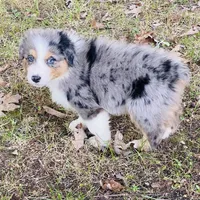 Upcoming, a  Australian Shepherd for sale in Warrenton, MO – Photo 2 of 9