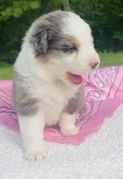 Lilac - Blue Merle blue eyes, a female Australian Shepherd for sale in Warrenton, MO – Photo 4 of 7