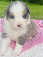 Lilac - Blue Merle blue eyes, a female Australian Shepherd for sale in Warrenton, MO – Photo 1 of 7