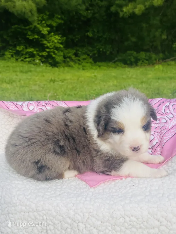 Lilac - Blue Merle blue eyes – Australian Shepherd puppy for sale in Warrenton, MO