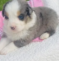 Lilac - Blue Merle blue eyes, a female Australian Shepherd for sale in Warrenton, MO – Photo 5 of 7