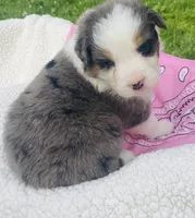 Lilac - Blue Merle blue eyes, a female Australian Shepherd for sale in Warrenton, MO – Photo 6 of 7
