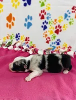 June - blue merle , a female Australian Shepherd for sale in Warrenton, MO – 2 of 5