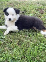 Joan - black tri blue eyes , a female Australian Shepherd for sale in Warrenton, MO – 5 of 7