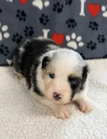 June - blue merle blue eyes, a female Australian Shepherd for sale in Warrenton, MO – 1 of 7
