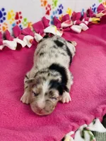 Janice - blue merle, a female Australian Shepherd for sale in Warrenton, MO – 3 of 5