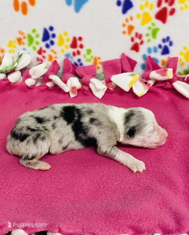 Jo Dee blue merle – Australian Shepherd puppy for sale in Warrenton, MO
