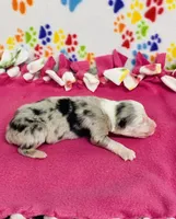 Jo Dee blue merle, a female Australian Shepherd for sale in Warrenton, MO – 1 of 5