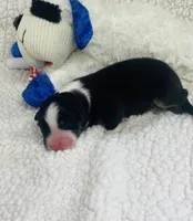 Monica - black tri , a female Australian Shepherd for sale in Warrenton, MO – 3 of 8