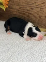 Chucky - Black Tri Male, a male Australian Shepherd for sale in Warrenton, MO – 3 of 7