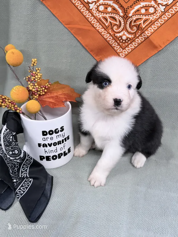 Joan - black tri blue eyes  – Australian Shepherd puppy for sale in Warrenton, MO