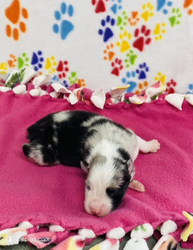 June - blue merle  – Australian Shepherd puppy for sale in Warrenton, MO