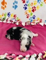 June - blue merle , a female Australian Shepherd for sale in Warrenton, MO – 1 of 5
