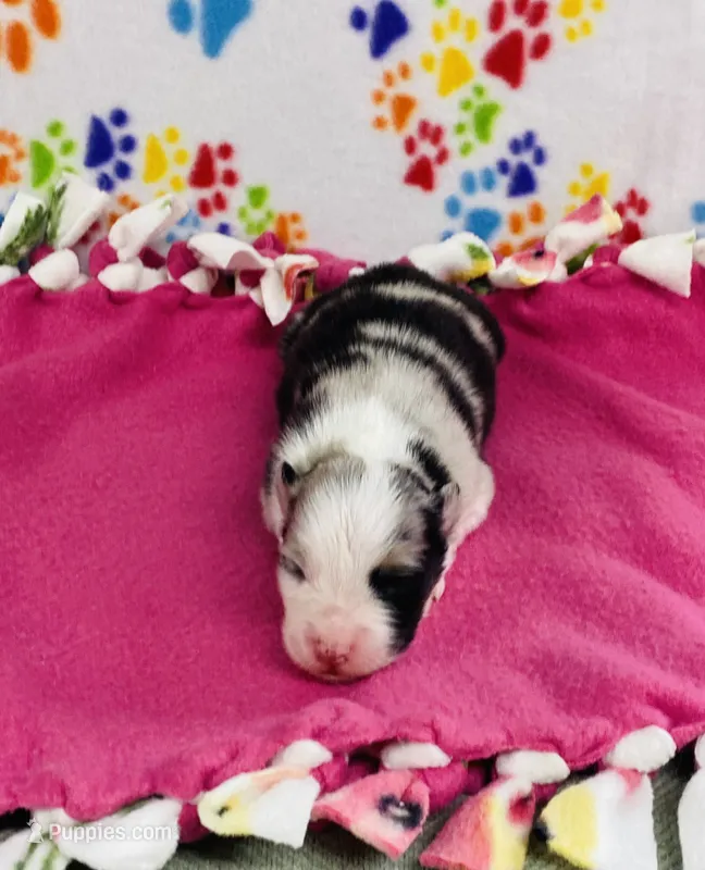 June - blue merle  – Australian Shepherd puppy for sale in Warrenton, MO
