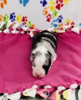 June - blue merle , a female Australian Shepherd for sale in Warrenton, MO – 3 of 5