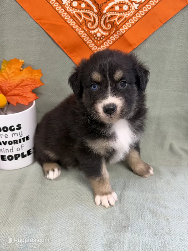Jake - black tri bi-color eyes – Australian Shepherd puppy for sale in Warrenton, MO