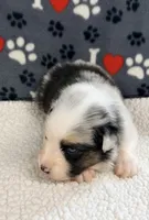 June - blue merle blue eyes, a female Australian Shepherd for sale in Warrenton, MO – 5 of 7