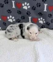 Jo Dee blue merle blue eyes, a female Australian Shepherd for sale in Warrenton, MO – 3 of 6