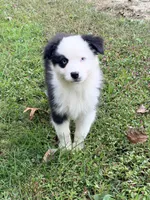 Joan - black tri blue eyes , a female Australian Shepherd for sale in Warrenton, MO – 3 of 7