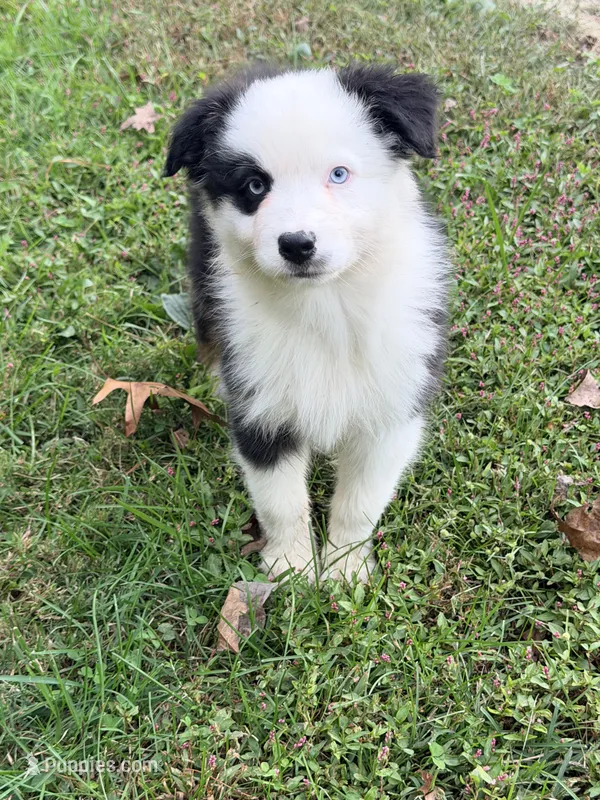 Joan - black tri blue eyes  – Australian Shepherd puppy for sale in Warrenton, MO