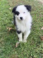 Joan - black tri blue eyes , a female Australian Shepherd for sale in Warrenton, MO – 1 of 7