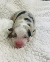 Jamie - blue merle, a male Australian Shepherd for sale in Warrenton, MO – 6 of 9