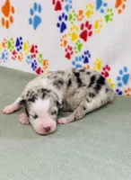 Jimi - blue merle, a male Australian Shepherd for sale in Warrenton, MO – 3 of 5
