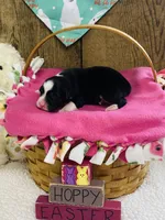 Peony - Black Tri, a female Australian Shepherd for sale in Warrenton, MO – Photo 2 of 5