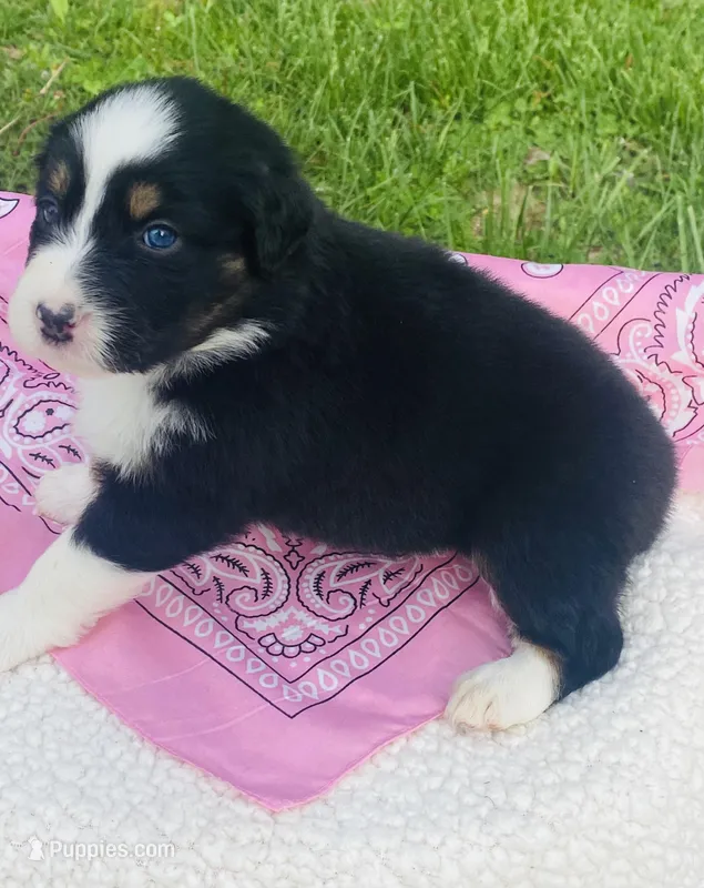 Peony - Black Tri blue eyes – Australian Shepherd puppy for sale in Warrenton, MO