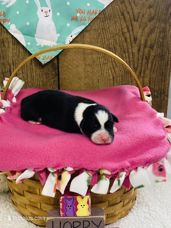 Peony - Black Tri – Australian Shepherd puppy for sale in Warrenton, MO