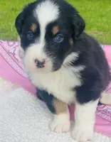 Peony - Black Tri blue eyes, a female Australian Shepherd for sale in Warrenton, MO – Photo 3 of 7