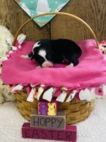 Peony - Black Tri, a female Australian Shepherd for sale in Warrenton, MO – Photo 3 of 5