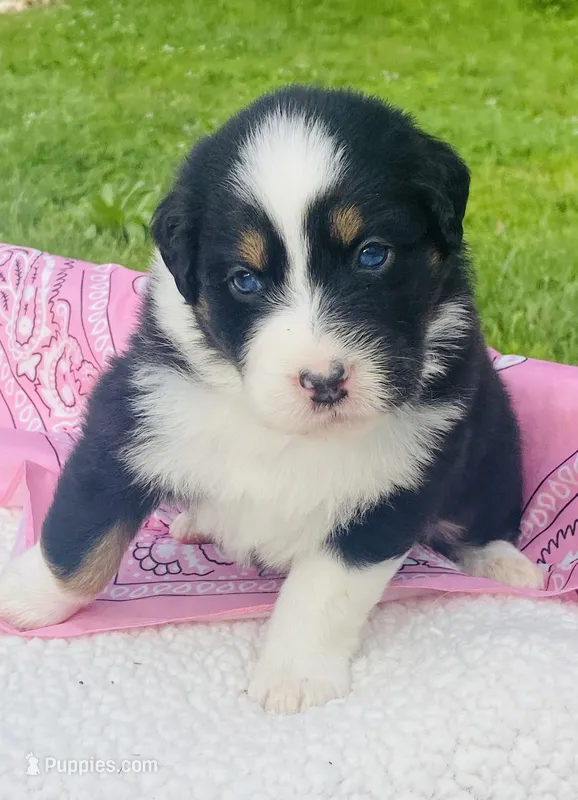 Peony - Black Tri blue eyes – Australian Shepherd puppy for sale in Warrenton, MO
