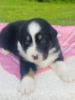 Peony - Black Tri blue eyes, a female Australian Shepherd for sale in Warrenton, MO – Photo 5 of 7