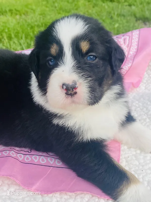 Peony - Black Tri blue eyes – Australian Shepherd puppy for sale in Warrenton, MO