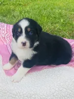 Peony - Black Tri blue eyes, a female Australian Shepherd for sale in Warrenton, MO – Photo 2 of 7