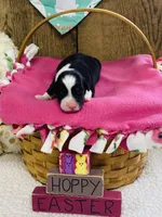 Peony - Black Tri, a female Australian Shepherd for sale in Warrenton, MO – Photo 4 of 5