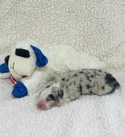 Rip - blue merle , a male Australian Shepherd for sale in Warrenton, MO – 9 of 10